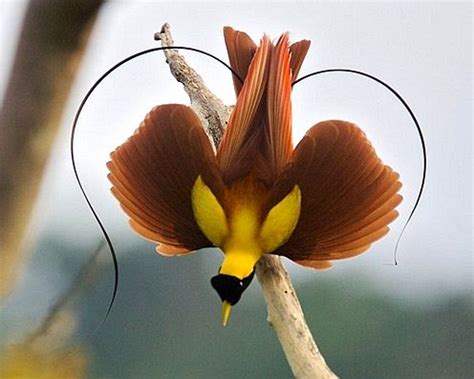 The Mating Rituals of Birds of Paradise: Nature's Magic